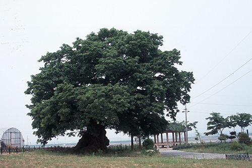 김제 행촌리 느티나무 상세사진2