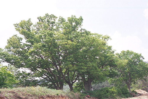 장수 봉덕리 느티나무 상세사진2