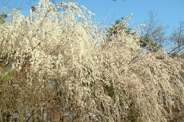 수양벚나무