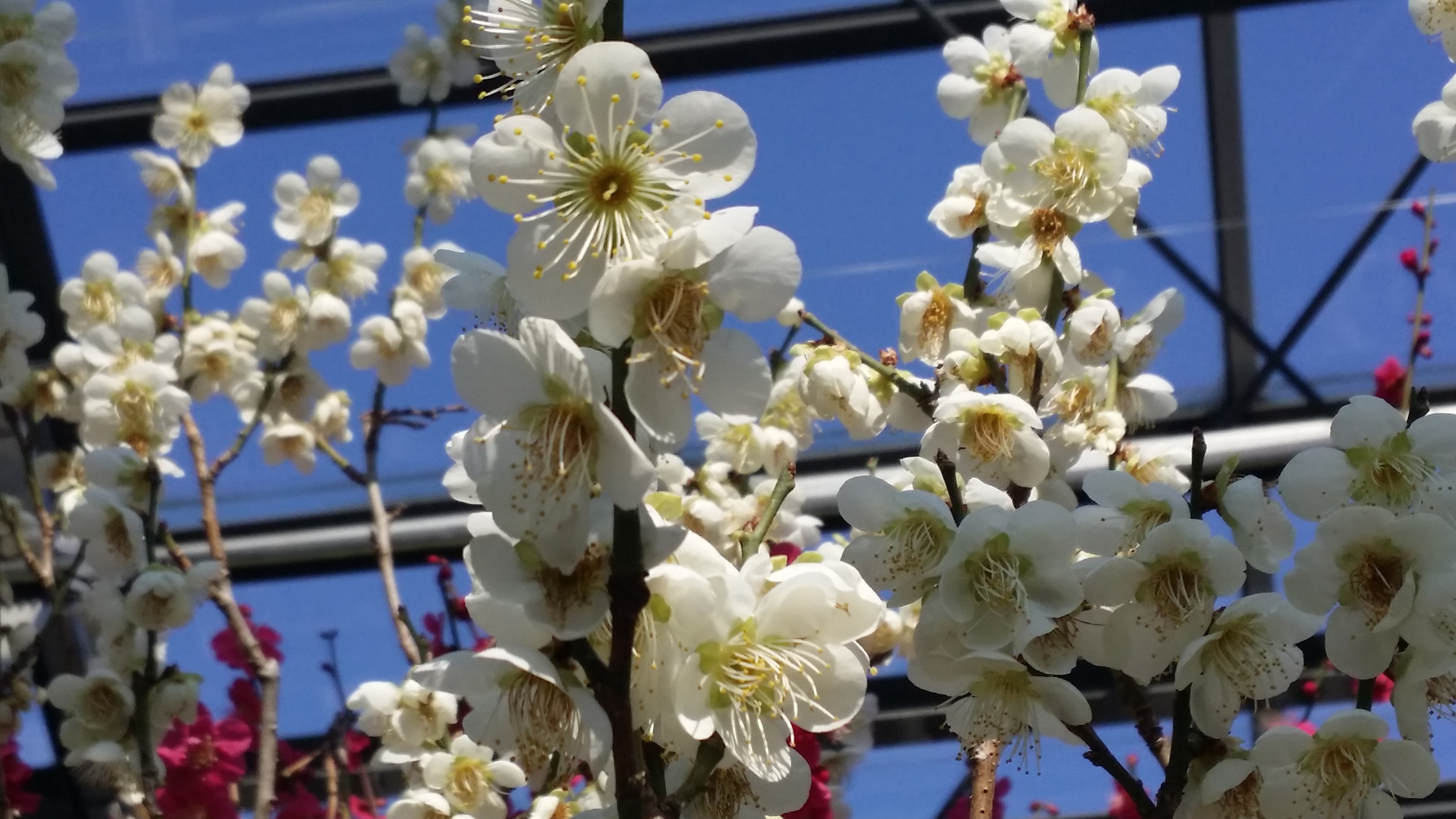 대아수목원 봄꽃(2월 15일)
