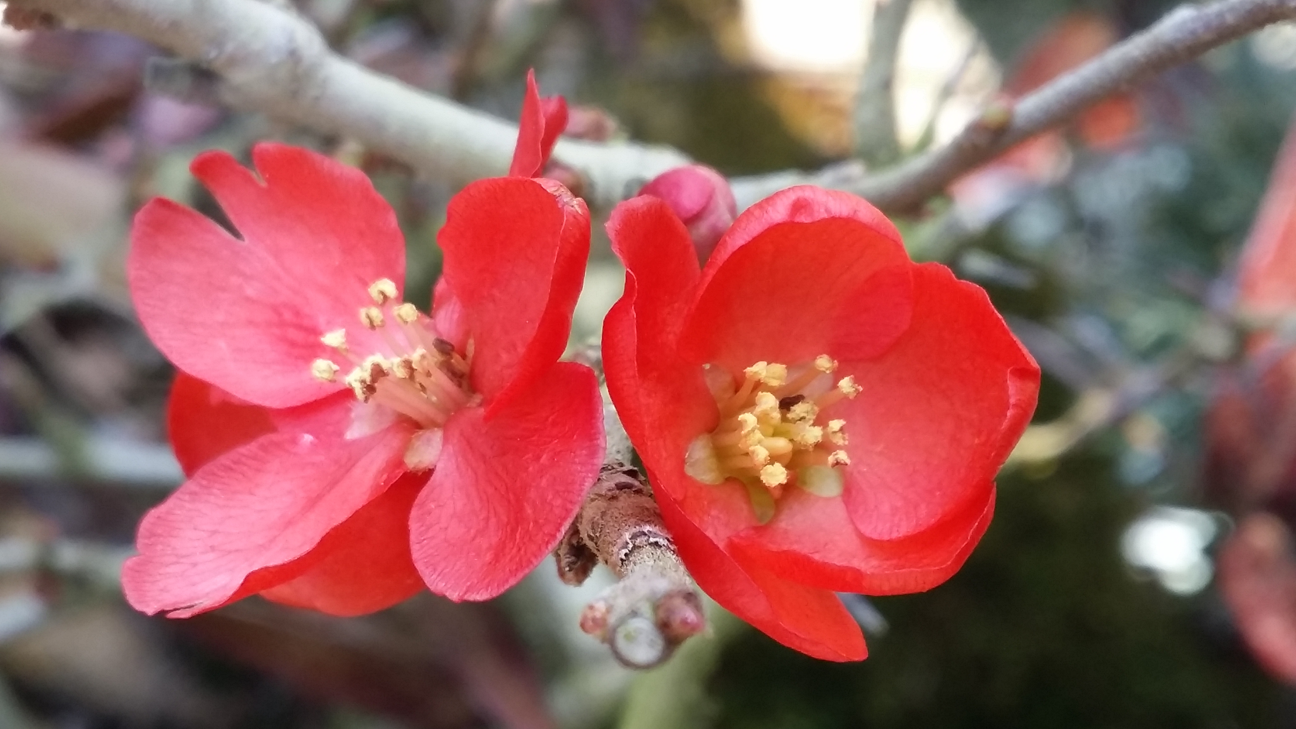 대아수목원 봄꽃(2월 15일)