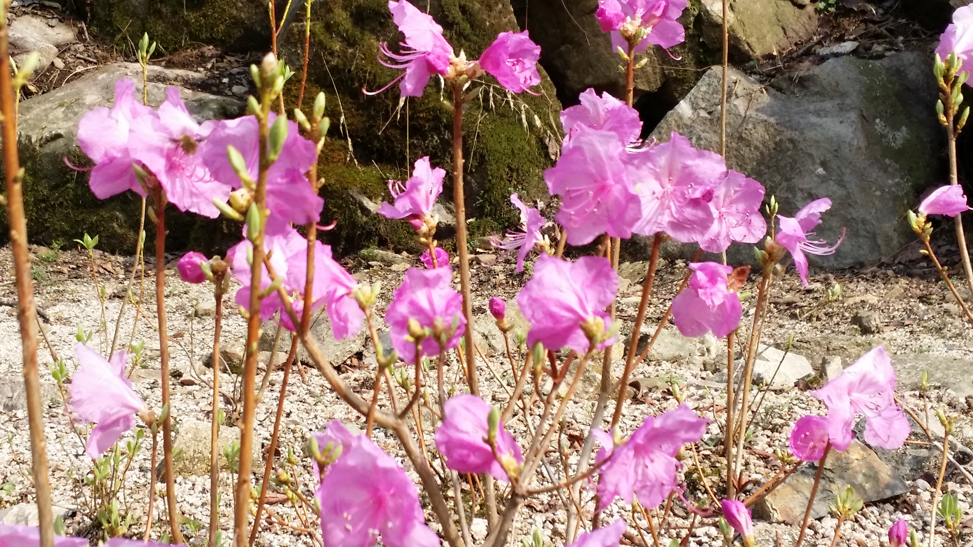 대아수목원 봄꽃들(3월 30일 촬영)