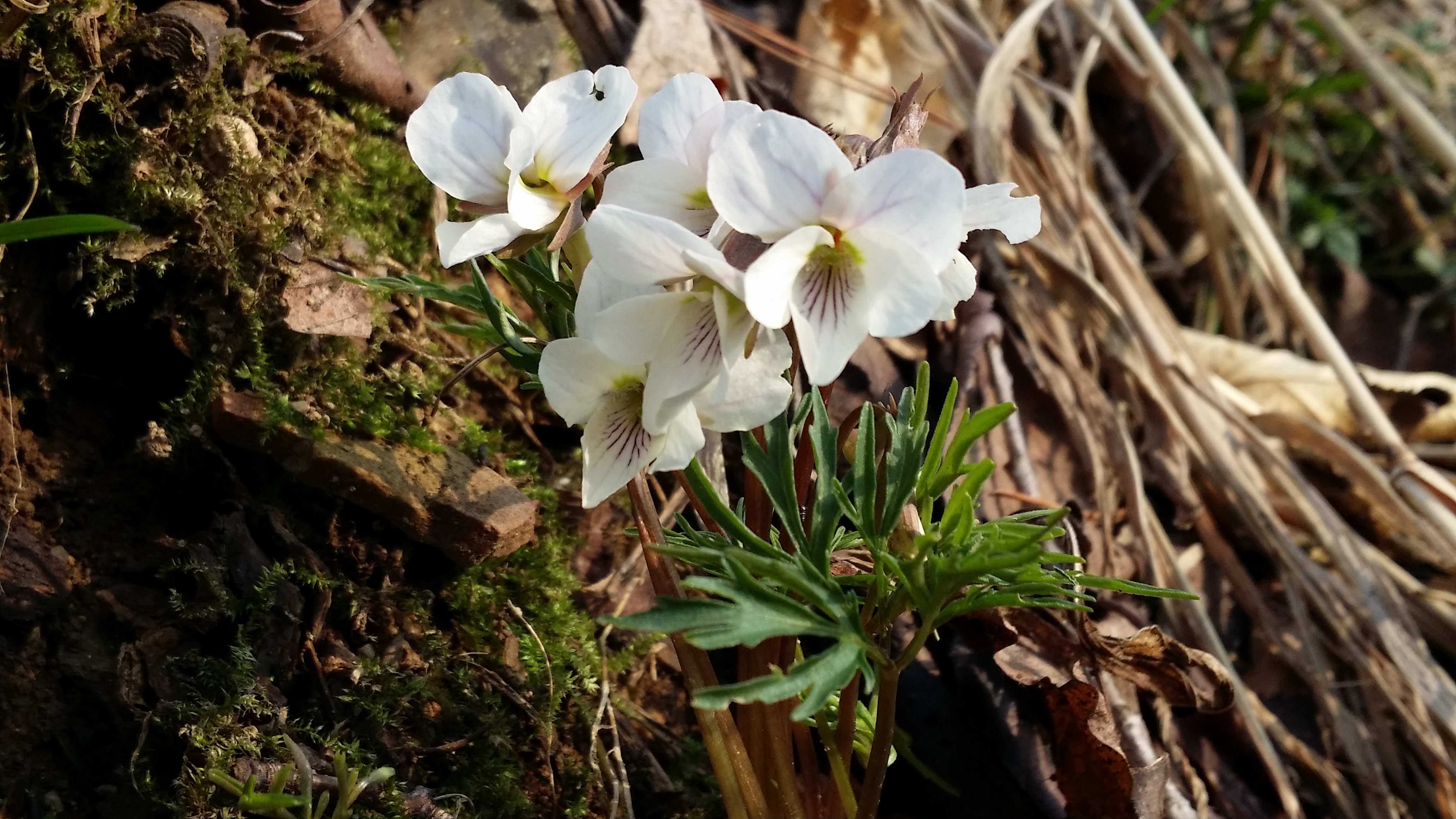 대아수목원 봄꽃들(3월 30일 촬영)