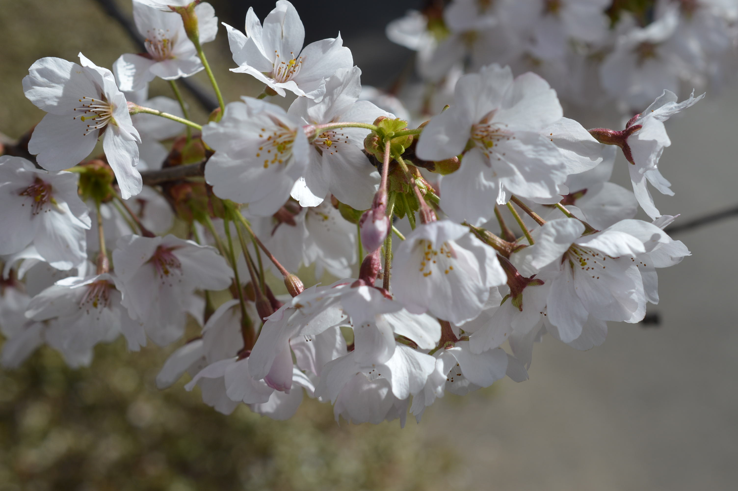대아수목원 벚꽃