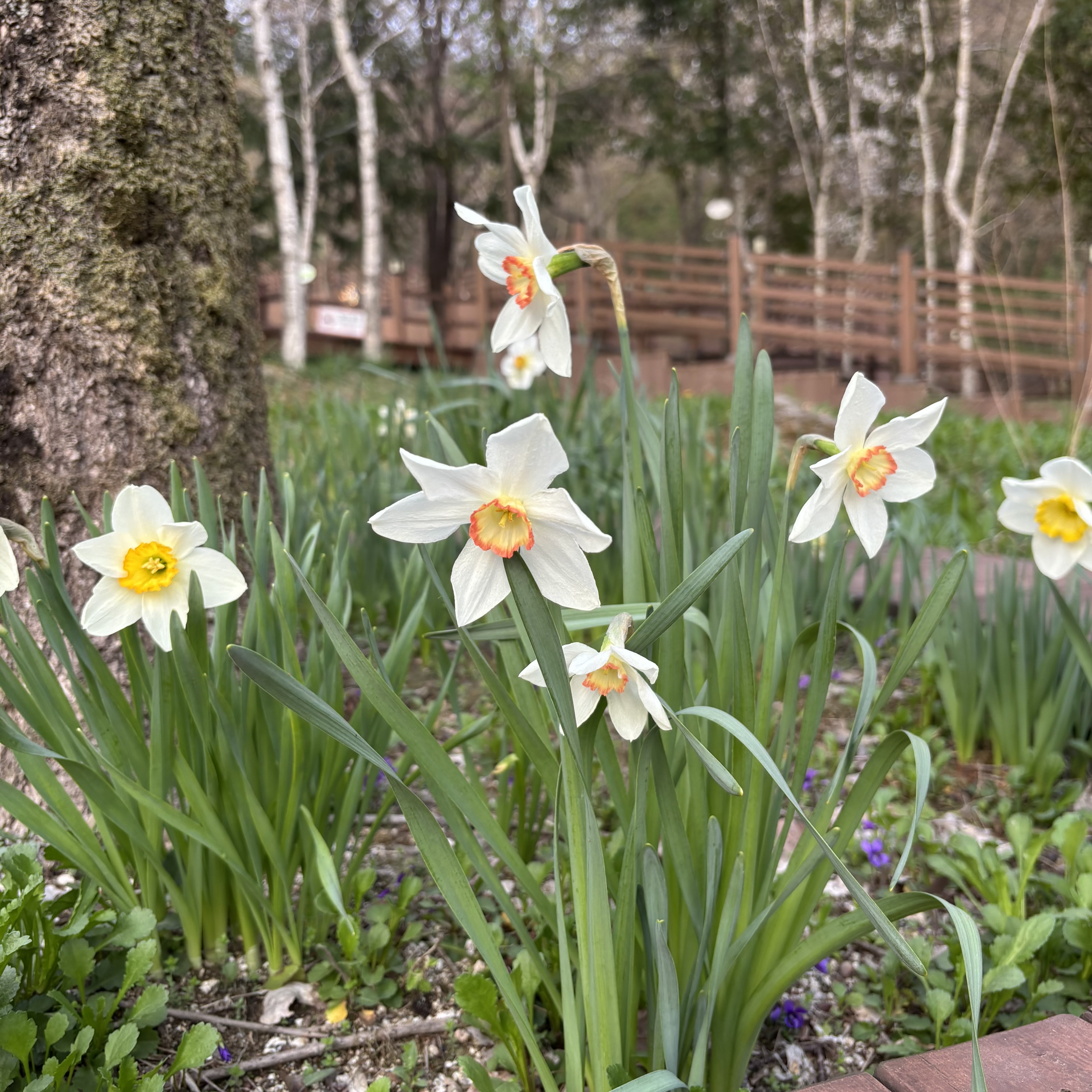 🌼🌷