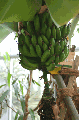 바나나 나무