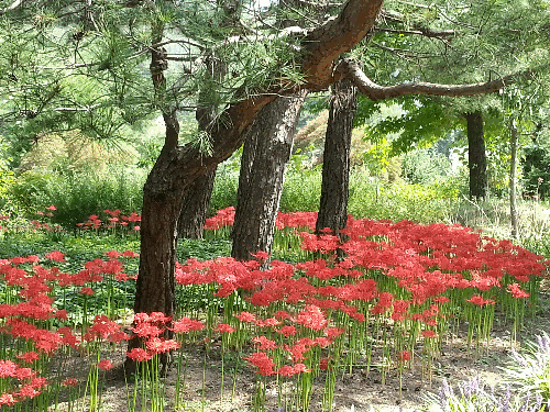 대아수목원 석산(꽃무릇) 만개