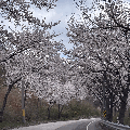 🌸❄️