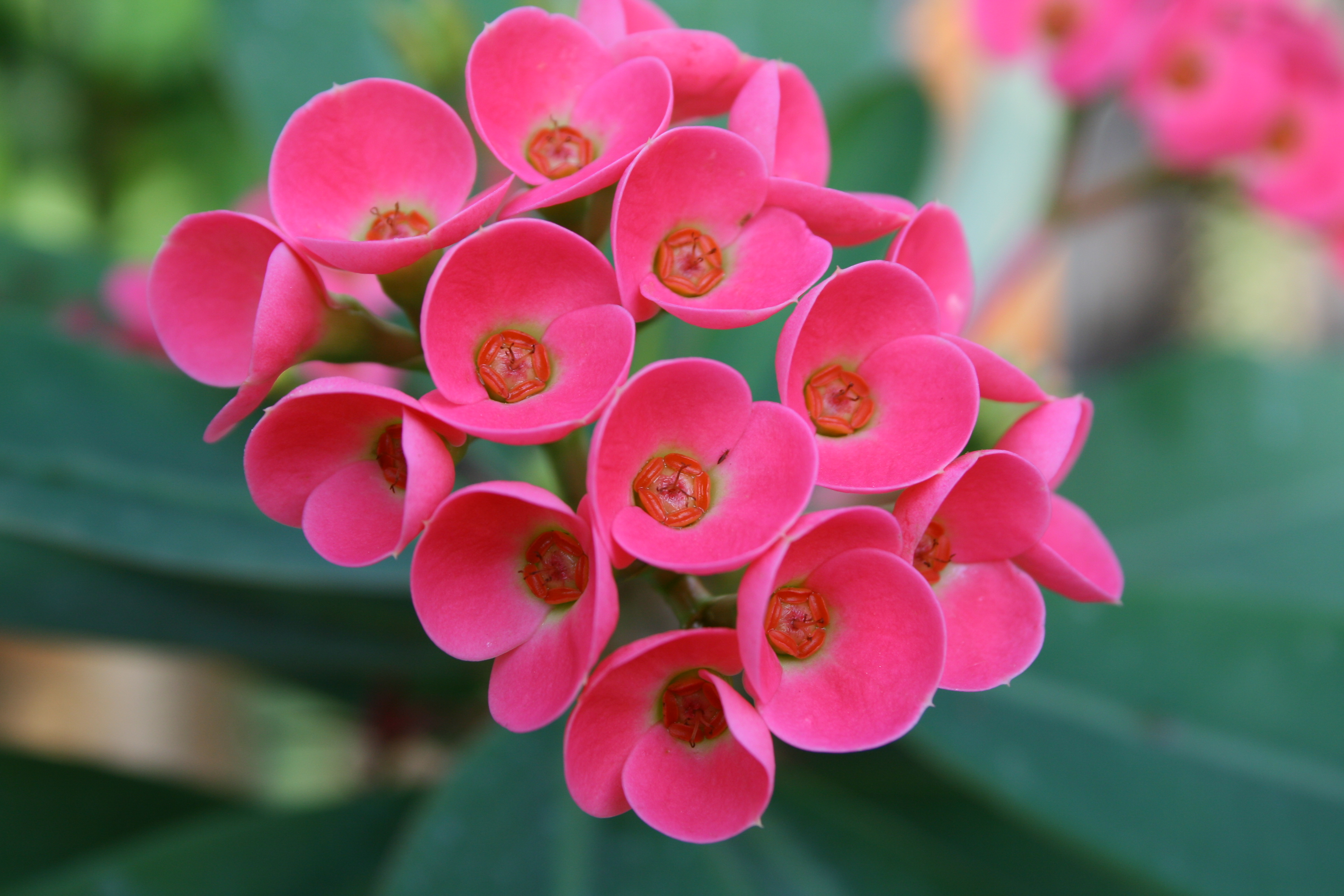 무슨 꽃일까요~