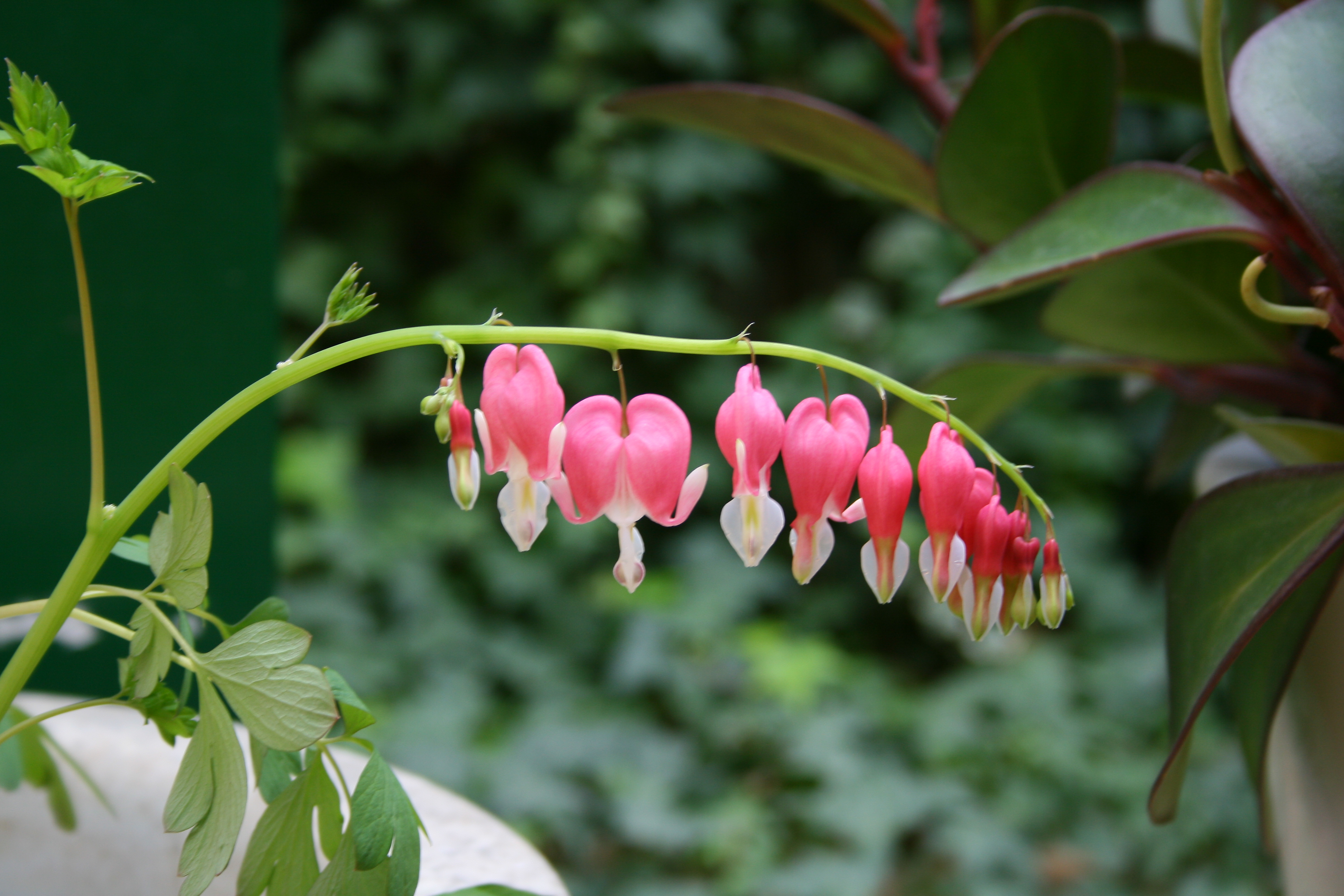 온실 속의 금낭화