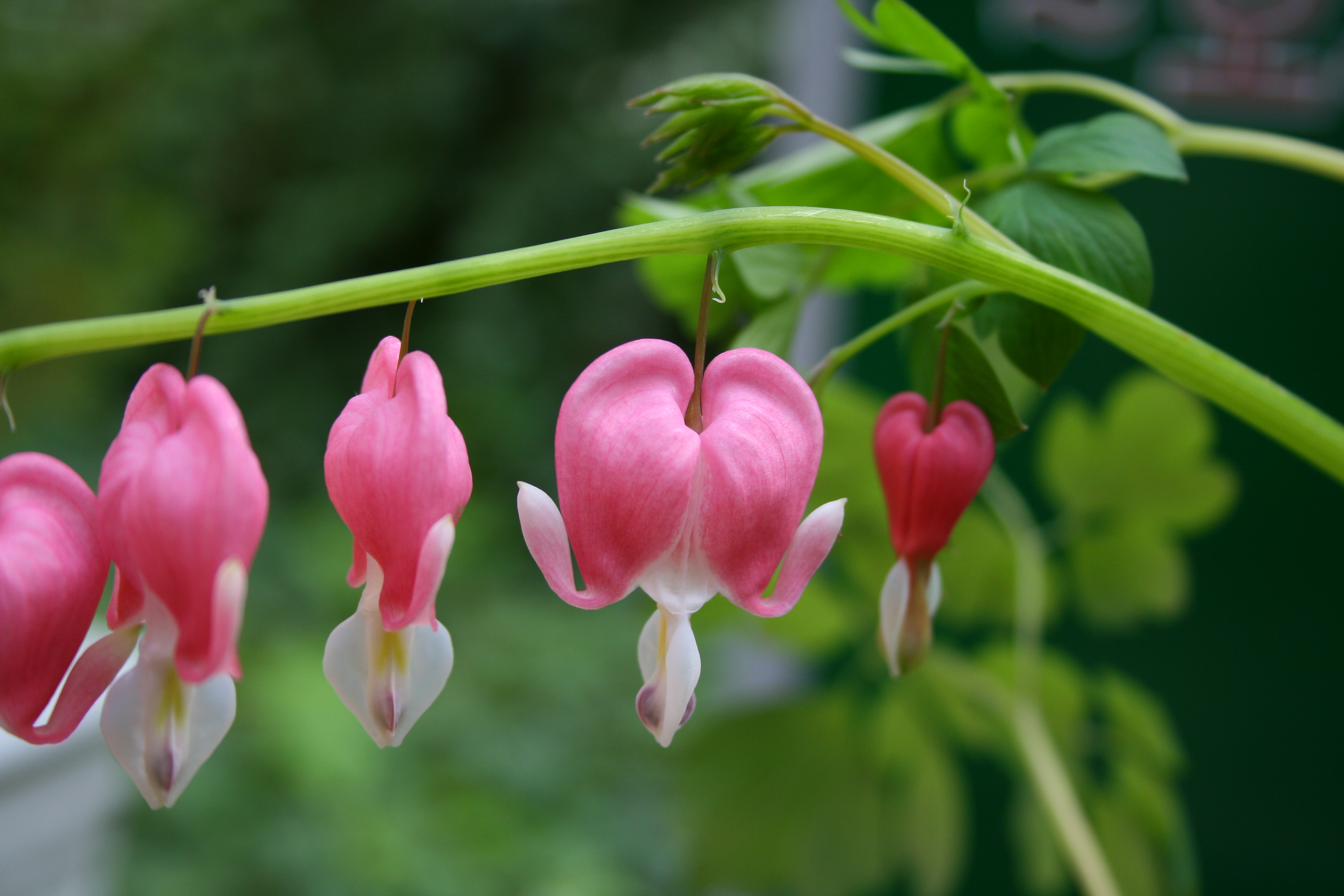 온실 속의 금낭화