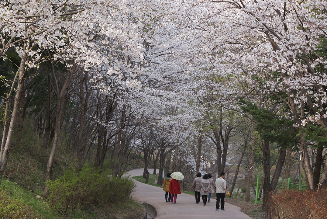 벚꽃길