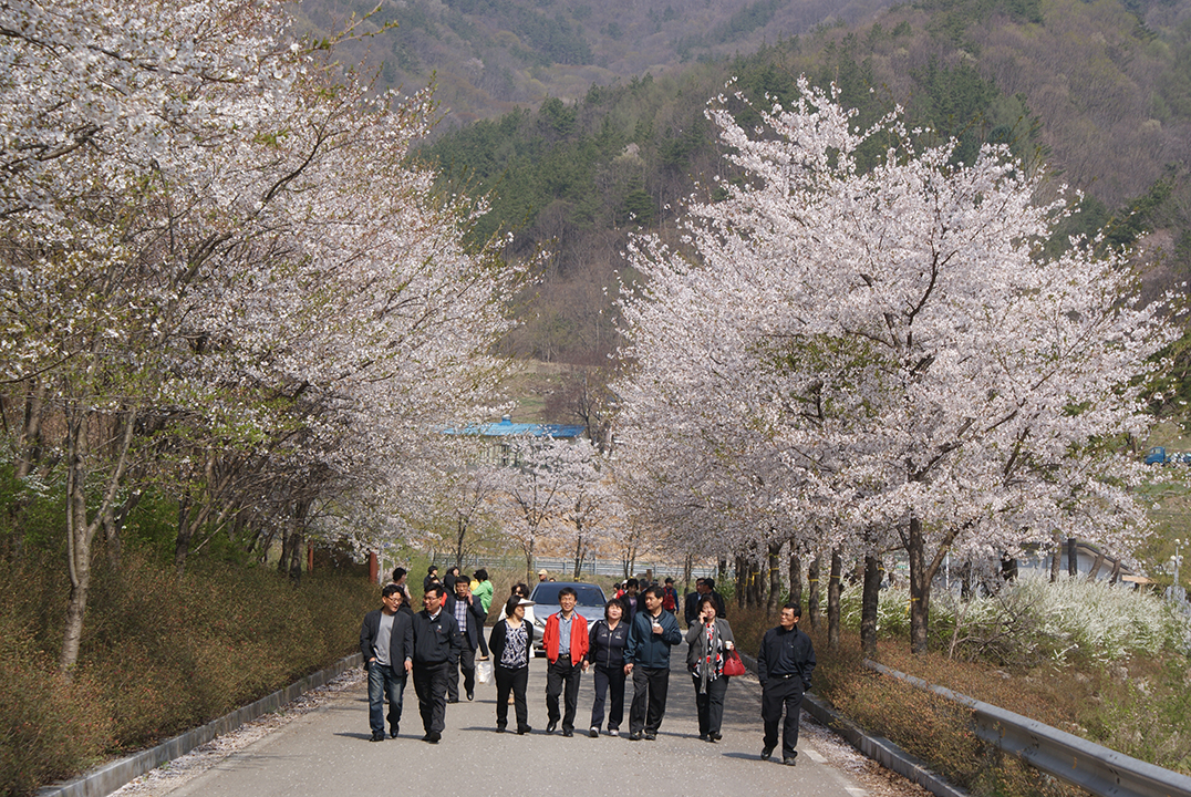 벚꽃길