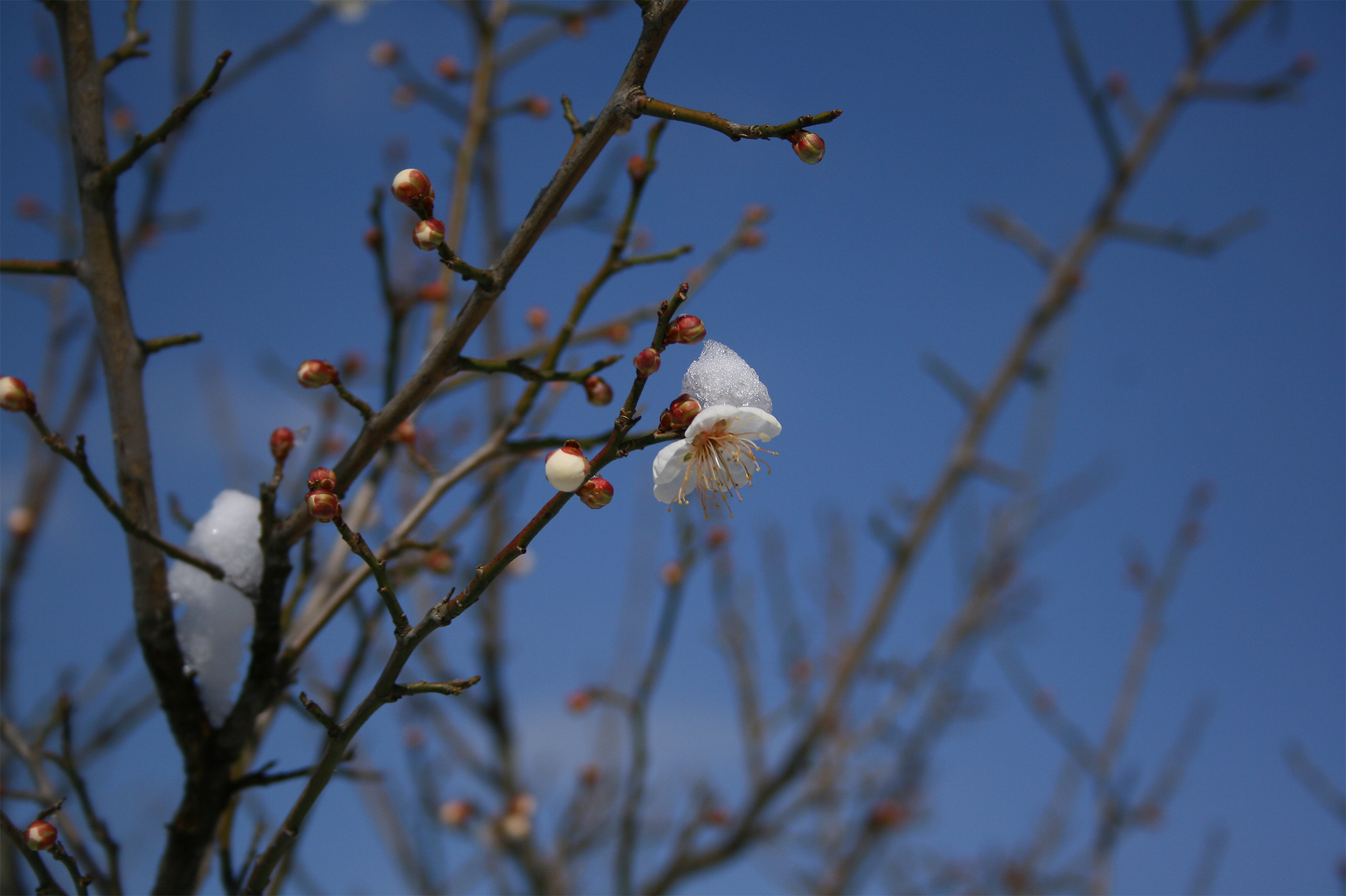 하얀세상. 3월의 수목원