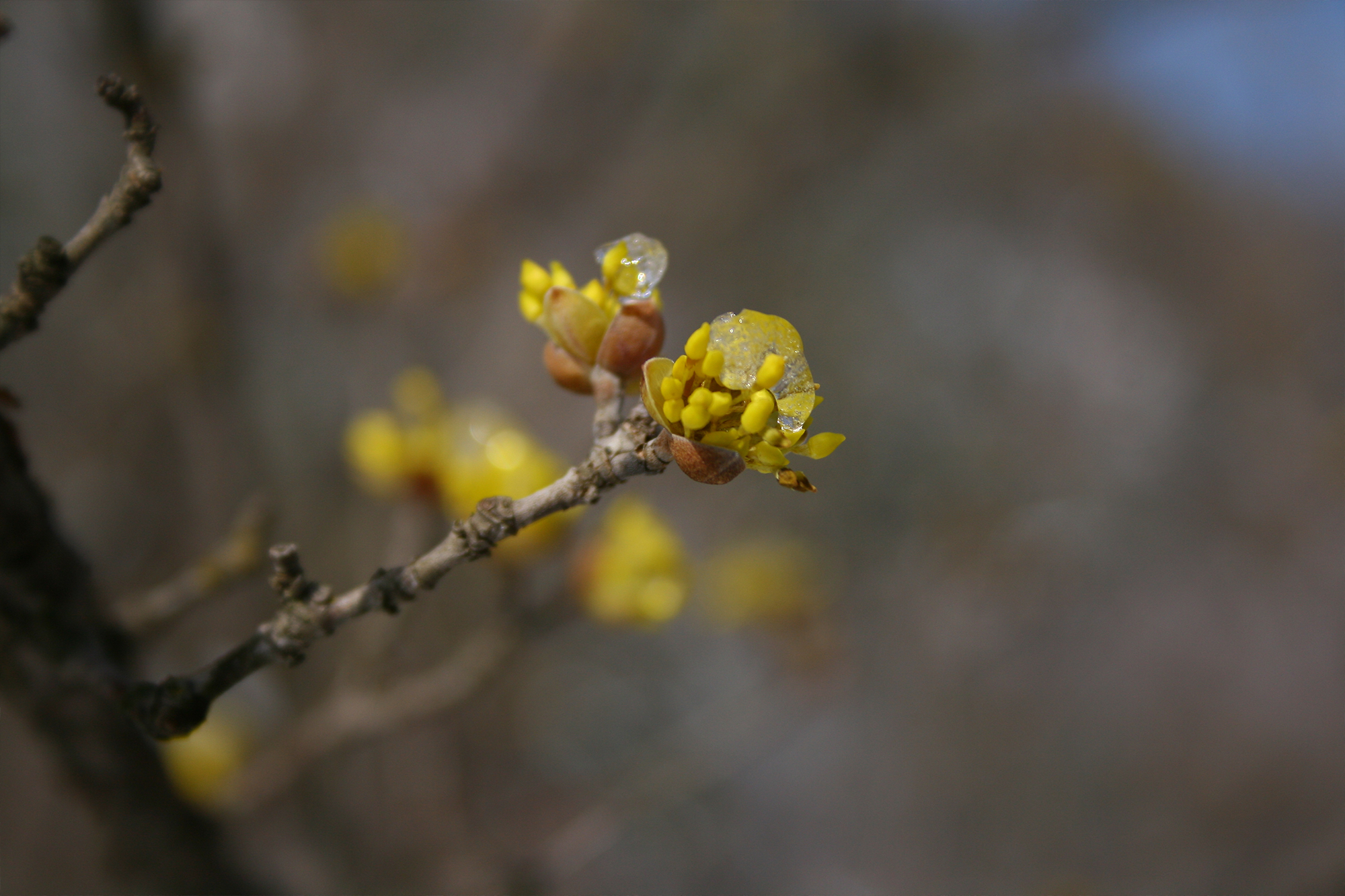 하얀세상. 3월의 수목원