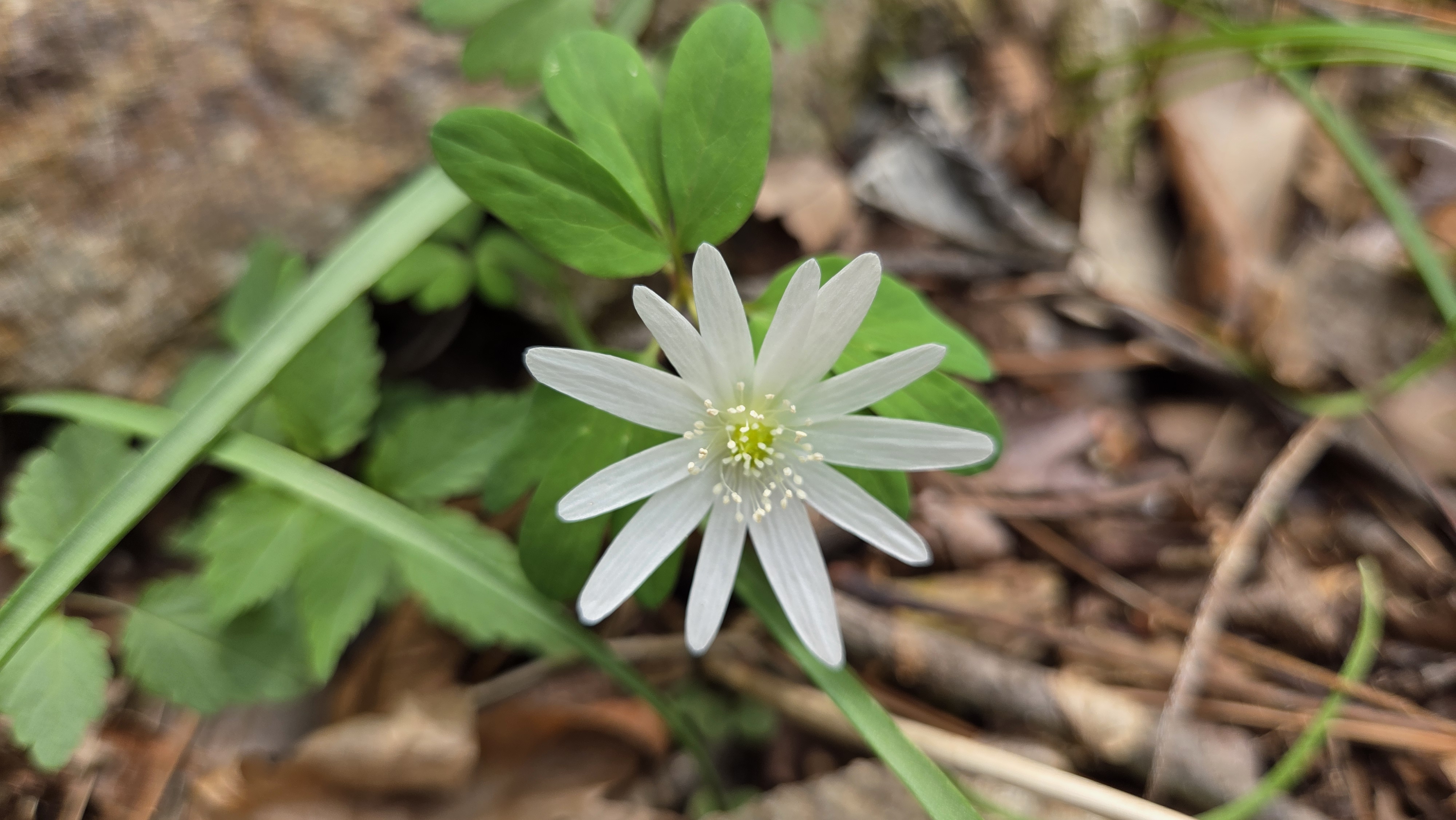 봄의 식물(꿩의바람꽃)