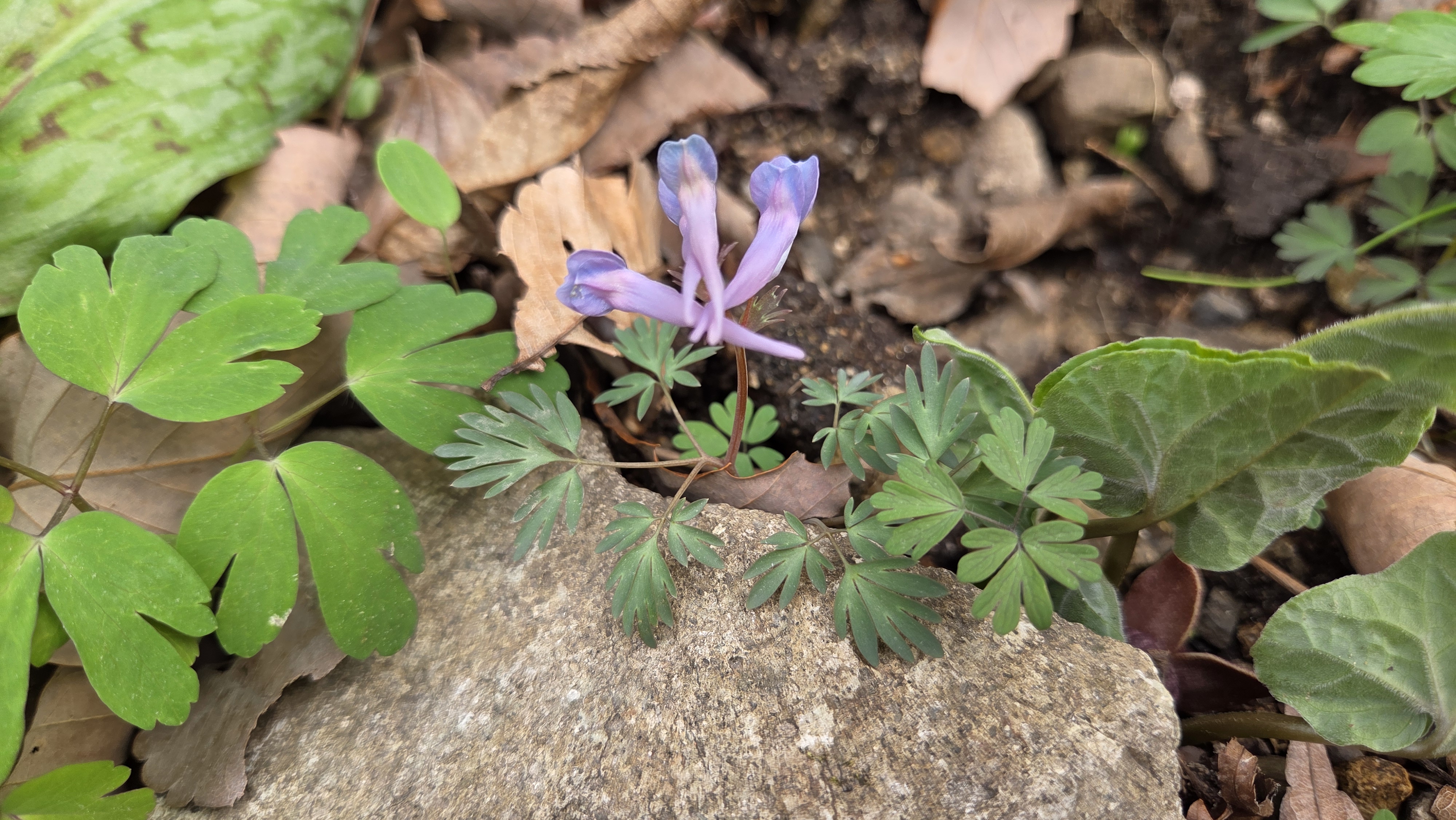 봄의 식물(현호색)