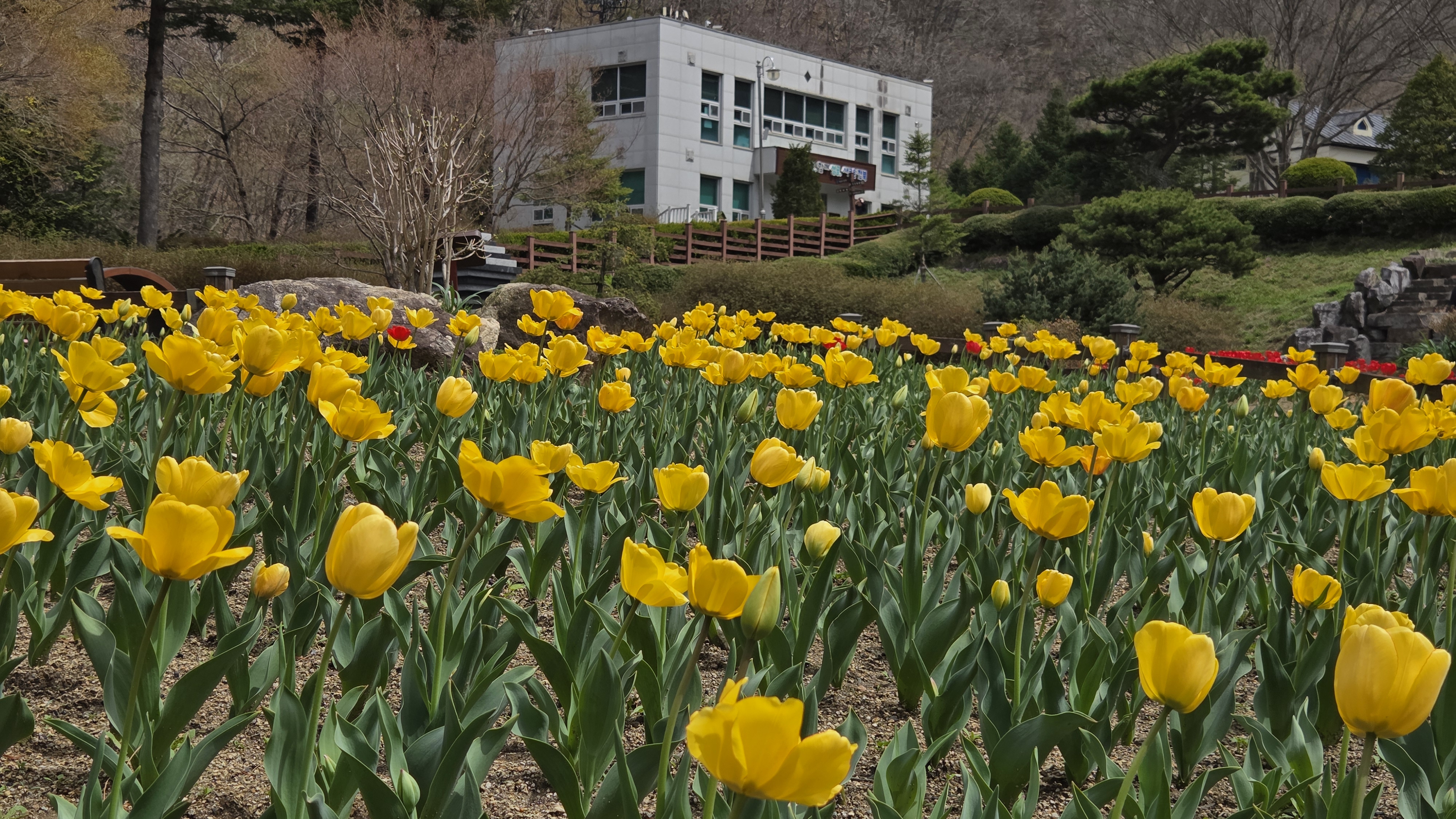 수목원 튤립