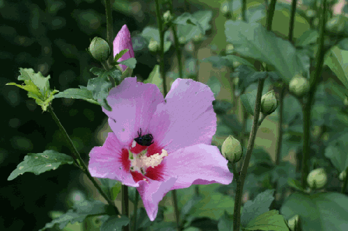 무궁화 꽃이 피었습니다.