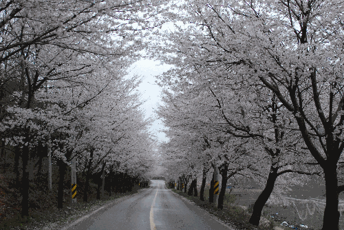 휴양림 입구 벚꽃길(도내에서 가장늦게 피는 특징)