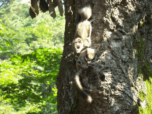 휴양림: 천연기념물이 산다....
