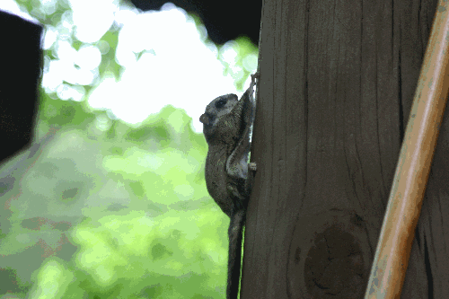 2014년 5월 하늘다람쥐가 나타났습니다.