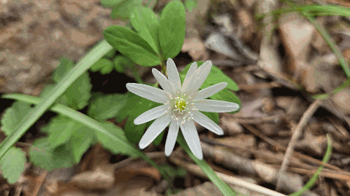 봄의 식물(꿩의바람꽃)