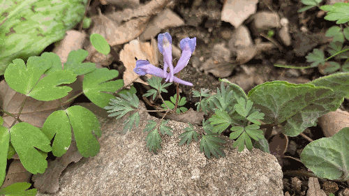 봄의 식물(현호색)