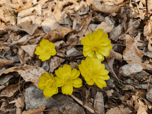 봄의 식물(개복수초)