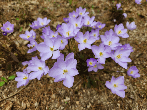 봄의 식물(깽깽이풀)
