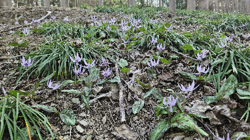 봄의 식물(얼레지)