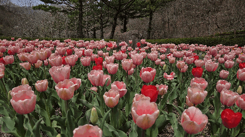 수목원 튤립